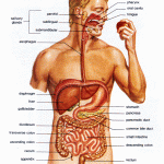 human body systems and organs