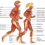 human body systems and their functions