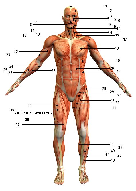 human-body-systems-and-their-functions-chart-modernheal