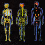 human body systems assignment