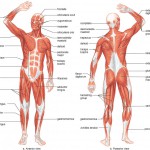 human body systems blank diagrams