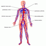 human body systems book