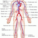 human body systems diagram