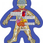 human body systems for kids