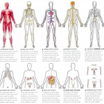 human body systems labeled