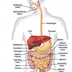 human body systems list