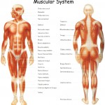 human body systems project