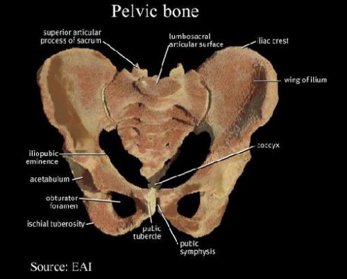 Iliac Crest - ModernHeal.com