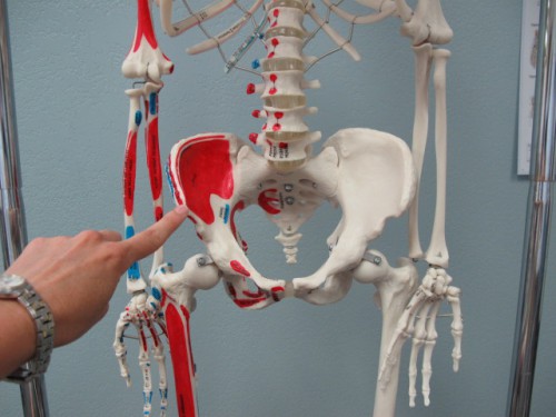 iliac crest anatomy - ModernHeal.com