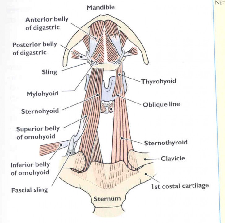 neck muscles and lymph nodes - ModernHeal.com