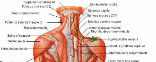 Neck Muscles Base Of Skull 2613