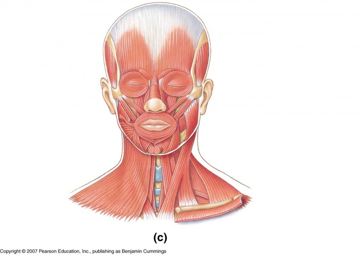 neck muscles behind ear - ModernHeal.com