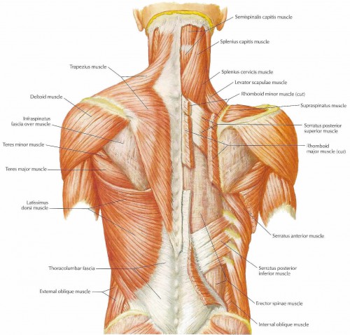 neck muscles diagram - ModernHeal.com