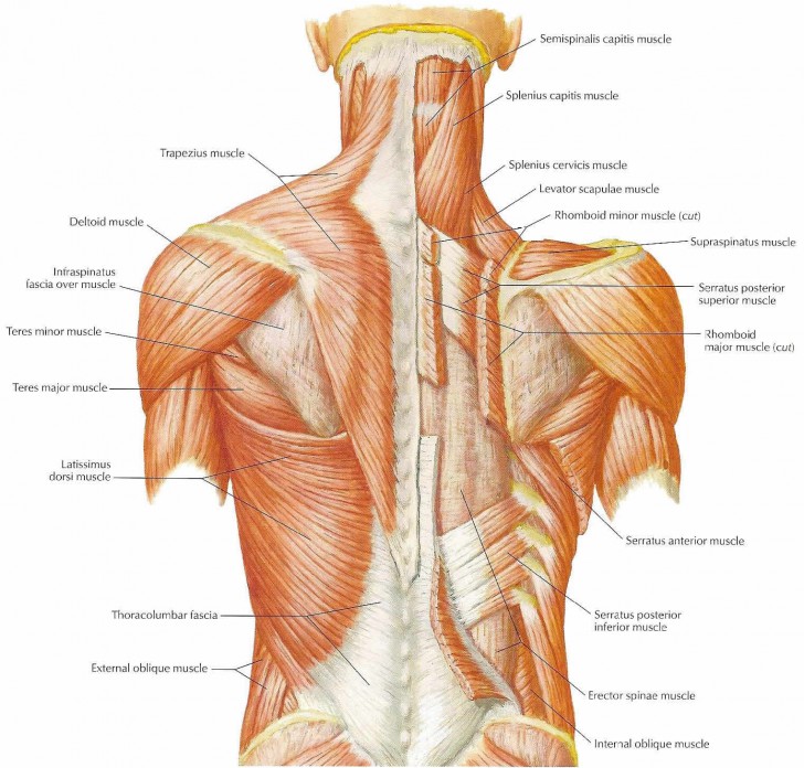 Neck Muscles Diagram 3778