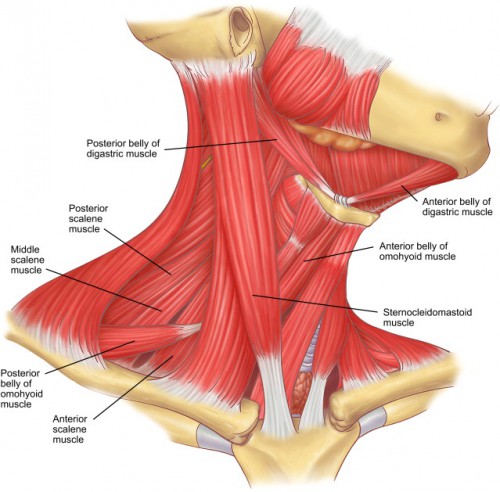 neck-muscles-labeled-modernheal