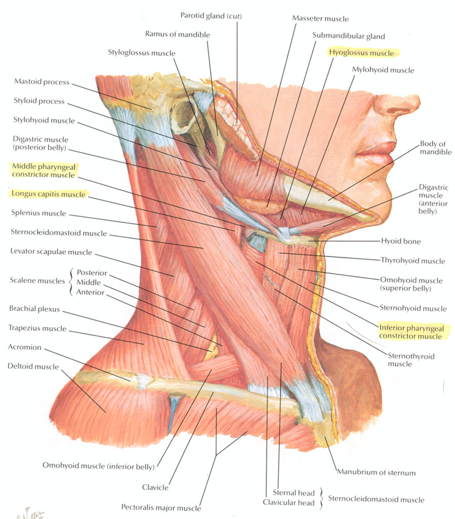 neck muscles posterior