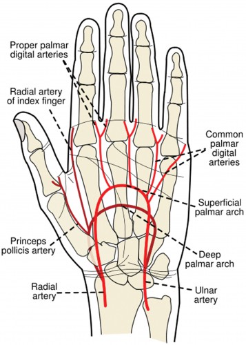 picture of anatomy of left arm and hand - ModernHeal.com