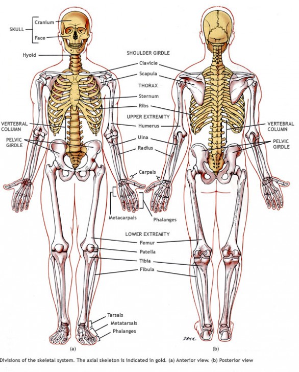 skeletal system and joints - ModernHeal.com