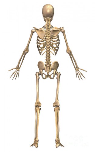 skeletal system and muscular system - ModernHeal.com