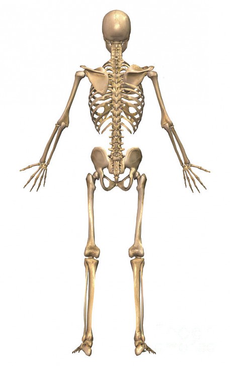 Skeletal System And Muscular System - Modernheal.com