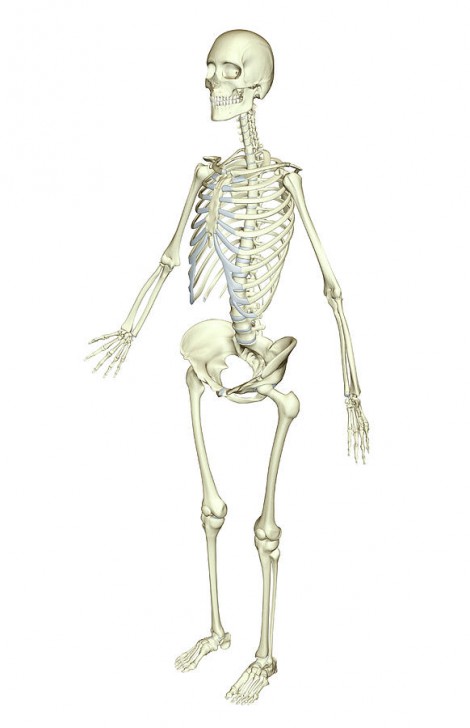 skeletal system anterior - ModernHeal.com