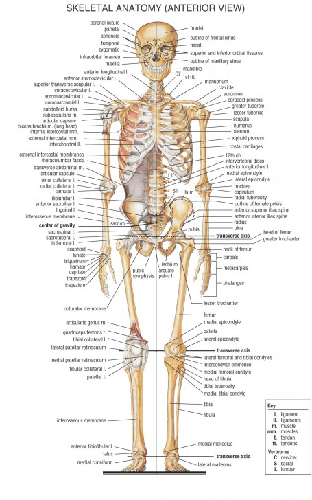 skeletal system anterior view - ModernHeal.com