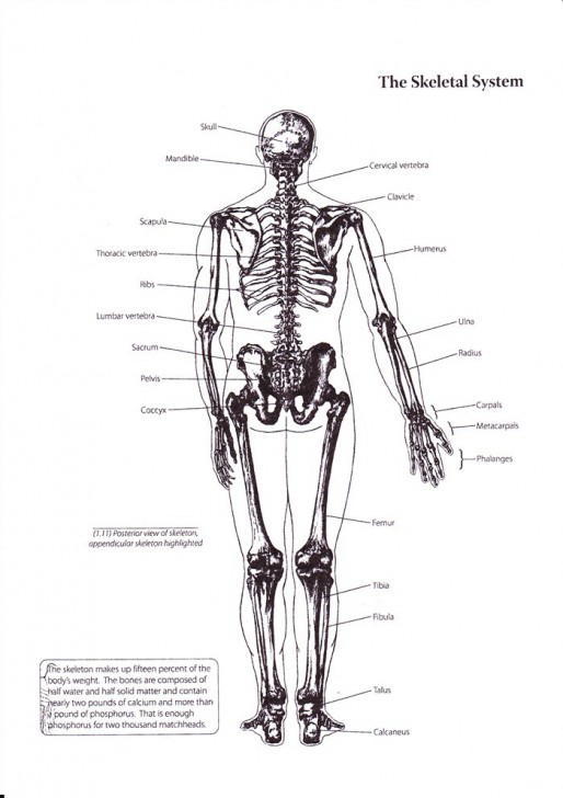 Skeletal System Back View Modernheal Com