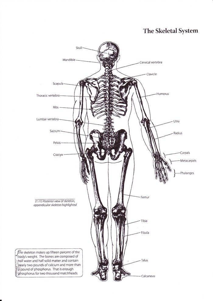 skeletal system back view - ModernHeal.com