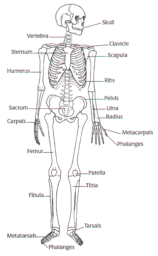 skeletal system black and white - ModernHeal.com