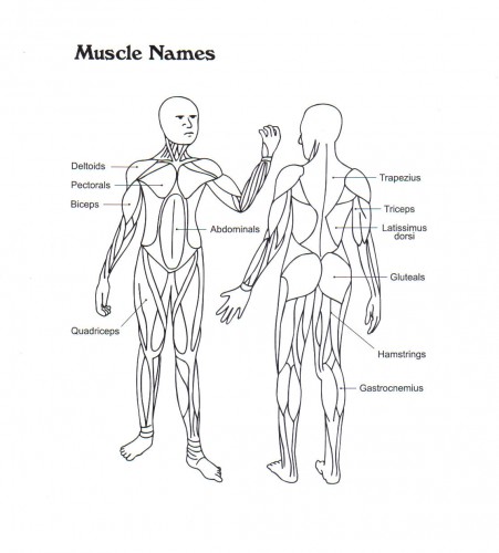 skeletal system concept map - ModernHeal.com