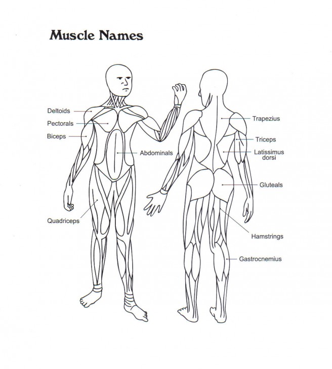 skeletal system concept map - ModernHeal.com