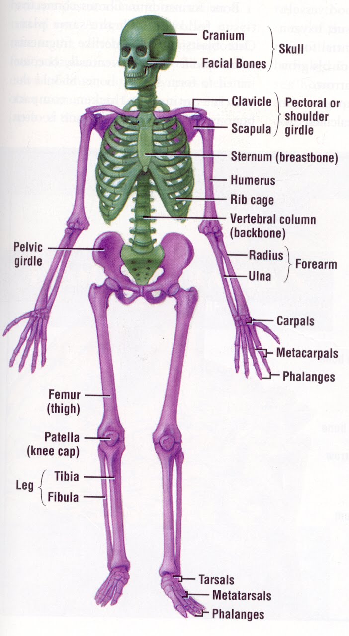 skeletal system diagram - ModernHeal.com