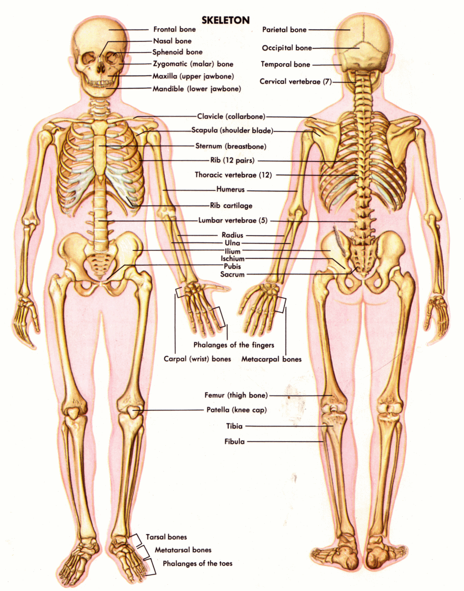 Костная система человека скелет