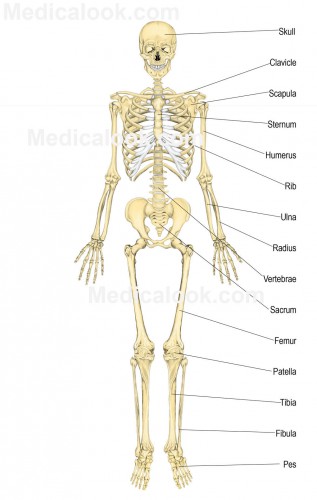 skeletal system quiz - ModernHeal.com