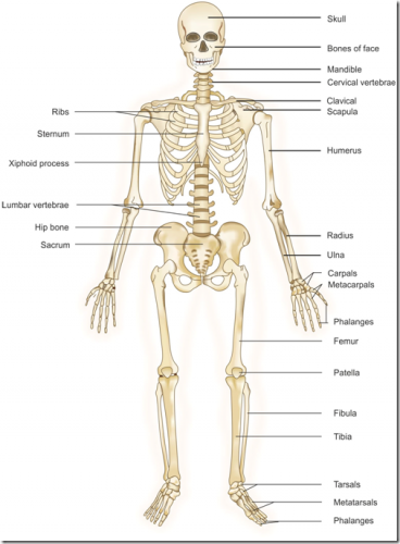 skeletal system worksheet - ModernHeal.com
