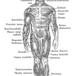 the human body an orientation