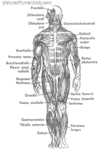 the human body an orientation - ModernHeal.com