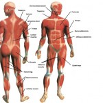 the human body anatomy