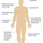 the human body anatomy diagram