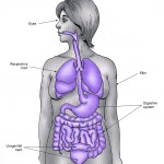 the human body appendix