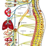 the human body atlas