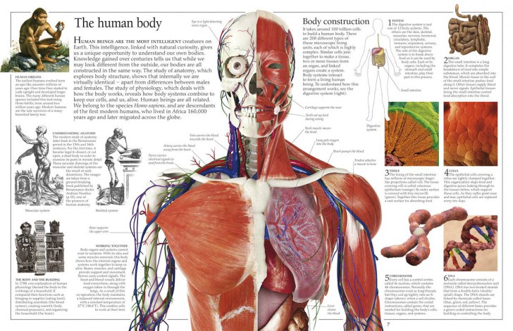 the human body back - ModernHeal.com
