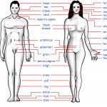 the human body bbc