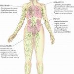 the human body bones labeled