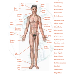 the human body chart