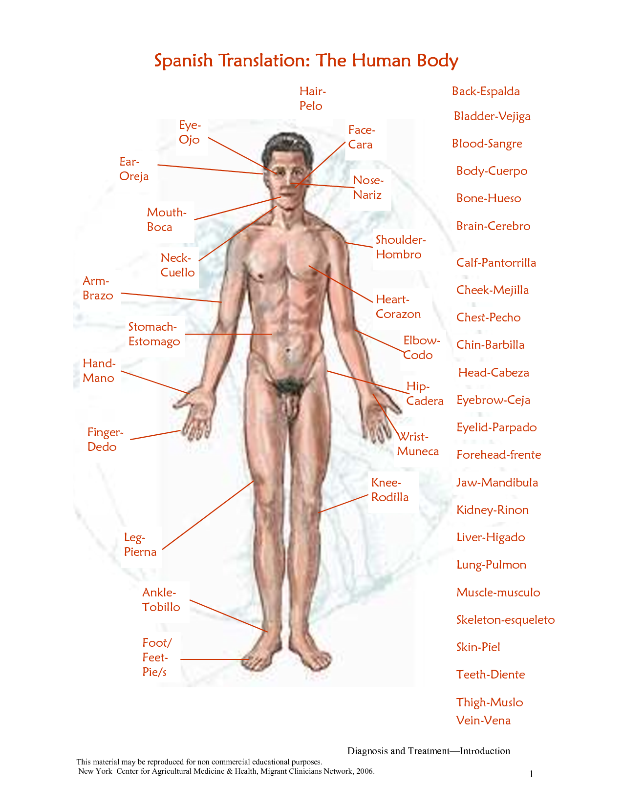 Human Body Chart Image