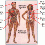 the human body circulatory system