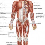 the human body diagram