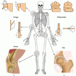 the human body for kids