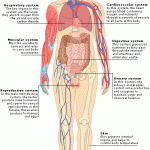 the human body labeled